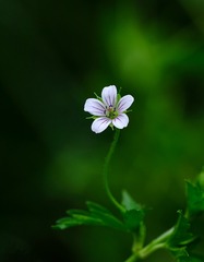 2EBF0245-F2E8-4B8D-B4AF-3D459DA07E5F/L0/001