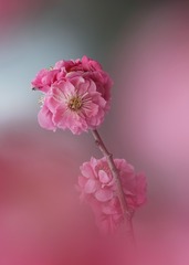 红梅