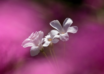 白花酢浆草