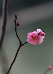 红梅