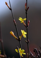 迎春花