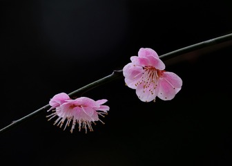 梅花