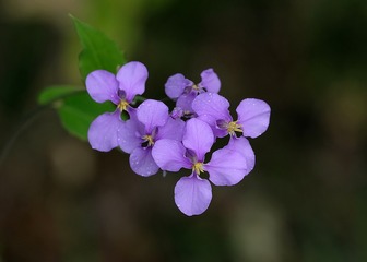 漂亮的野花