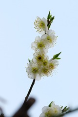 梅花