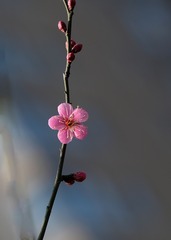 红梅