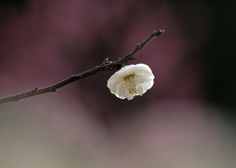 梅花
