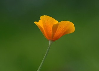花菱草