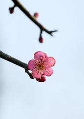 红梅花儿开