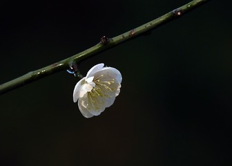 夜雨寒风与晨曦