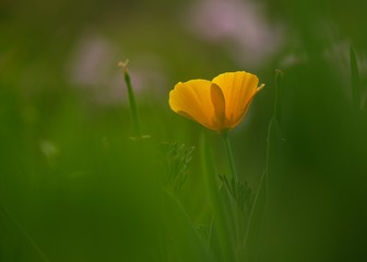 花菱草