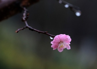 红梅