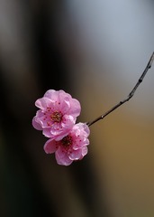 美人梅