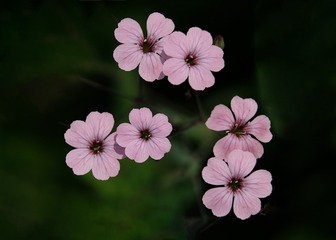 花开灿烂