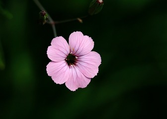 麦蓝菜花开