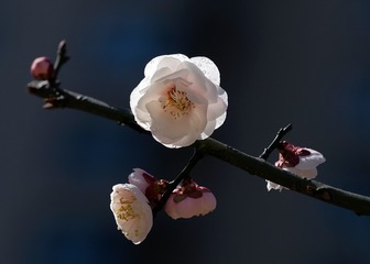 梅花光影