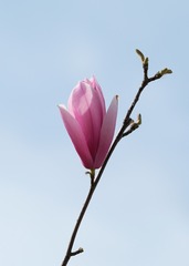 紫玉兰