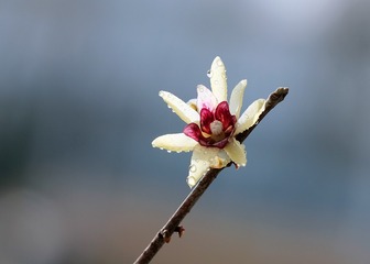 腊梅