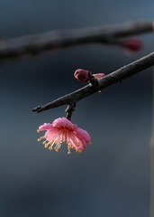 红梅