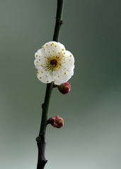 冰清玉洁