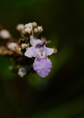 白荆之花