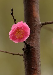 红梅迎新春