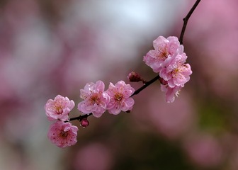 美人梅