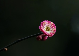 红梅