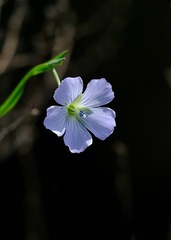 亚麻花开