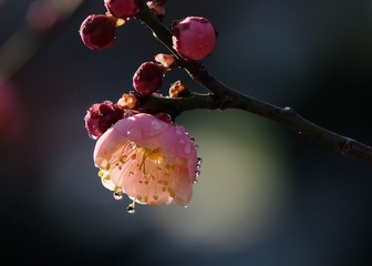 红梅