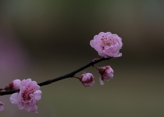 美人梅