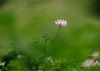 小花