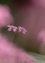 酢浆草