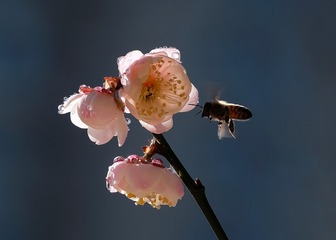 梅花与蜜蜂