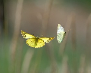 E6C636DE-E0DF-4796-851E-3AD0D8B97DAA/L0/001