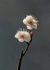 642EBD32-54F1-4312-A7BB-5ED07BF1D79C/L0/001