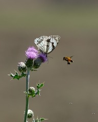 91735BAB-D825-4155-9B66-853070C339F7/L0/001