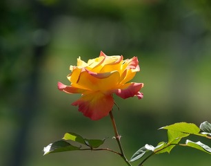 15773BE0-C7B8-42C7-8A9F-A8E28B2DCD9B/L0/001