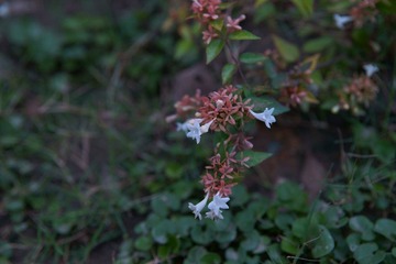 DSC00037.JPG