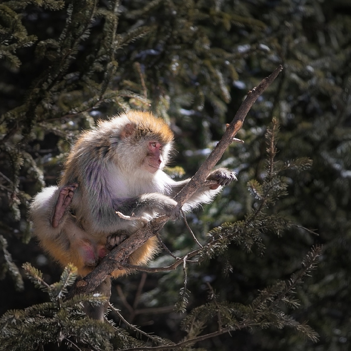 在川西的公路边一只猴子正在树上放哨