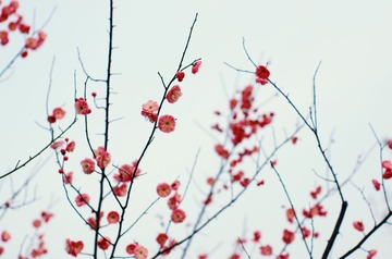 IMGP6518p