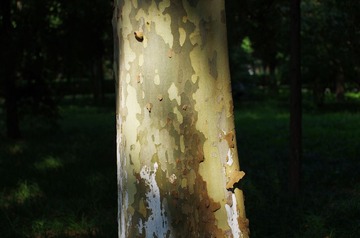 IMGP1890p
