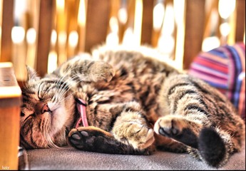DSC_0341.jpg