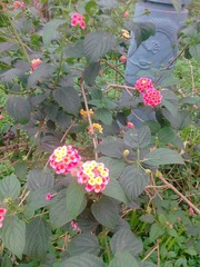 IMG20130429021_1