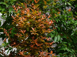 B59370D1-48F1-417C-9EC9-F28847583F9E/L0/001