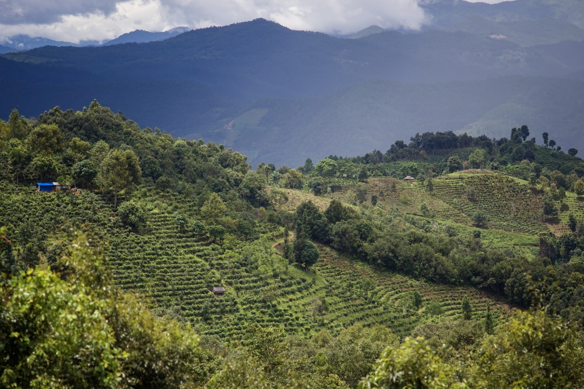 景迈,翁基茶山行