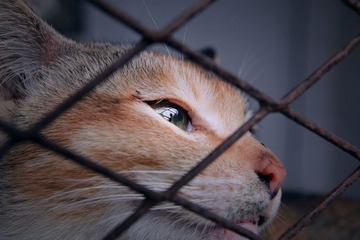 眼睛里反映着现实