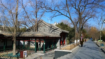 大马