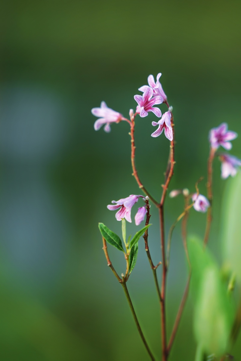 花似米粒大,也学牡丹开.