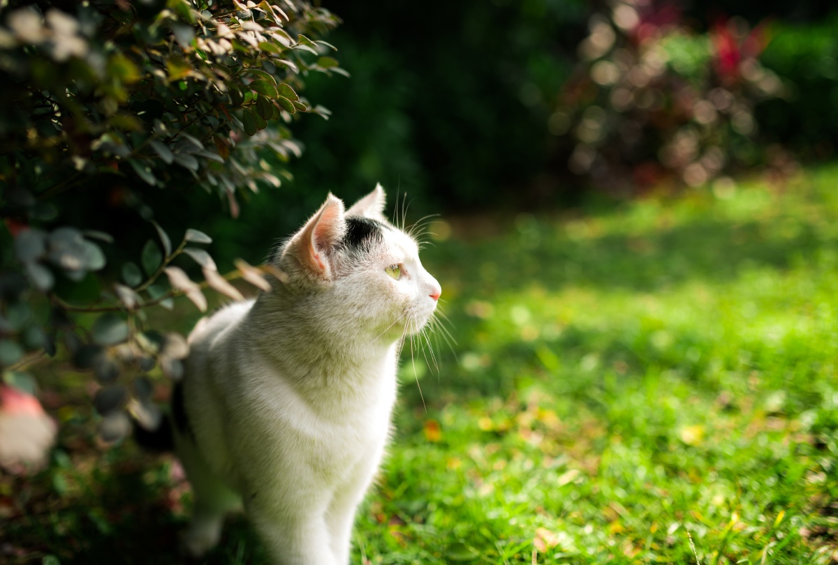 同一只猫的不同风格,一个唯美,一个逗