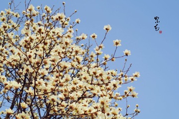 IMGP4353__